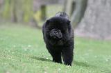 CHOW CHOW 696